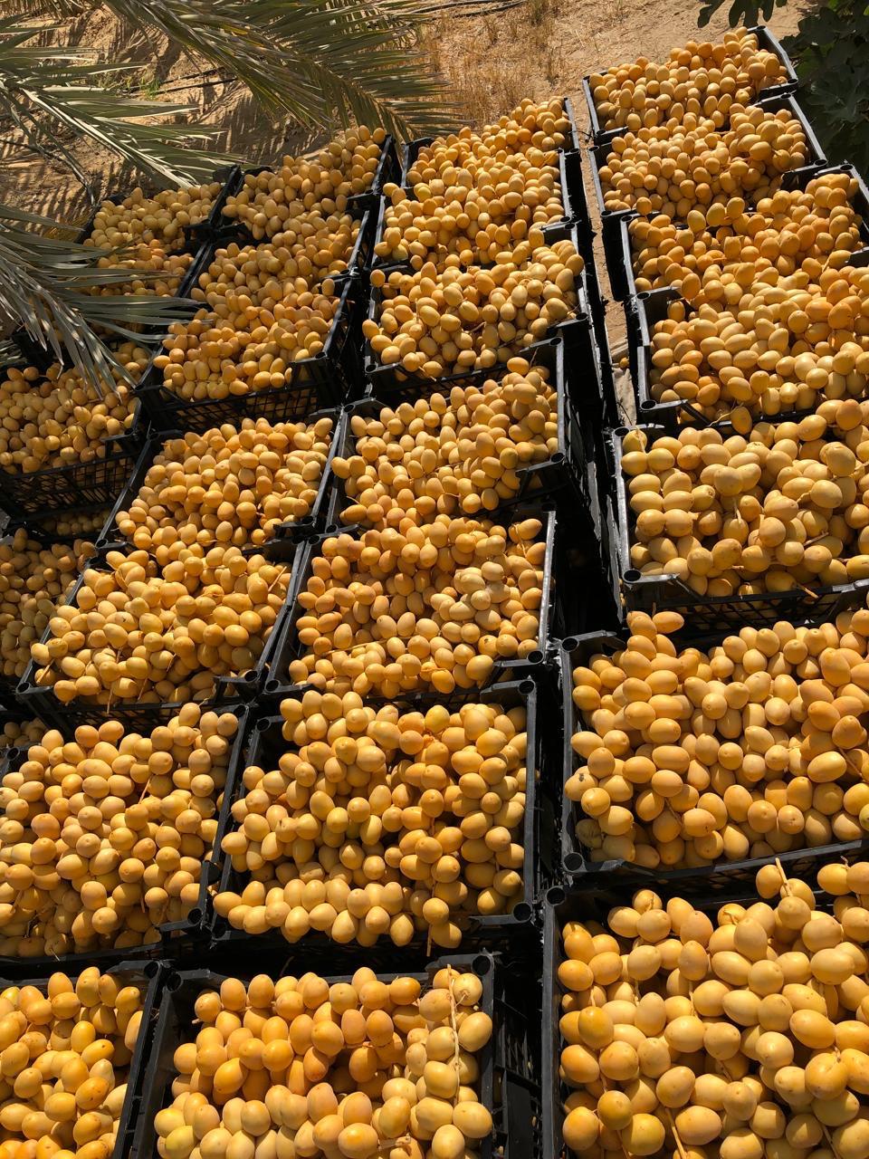 Barhi dates