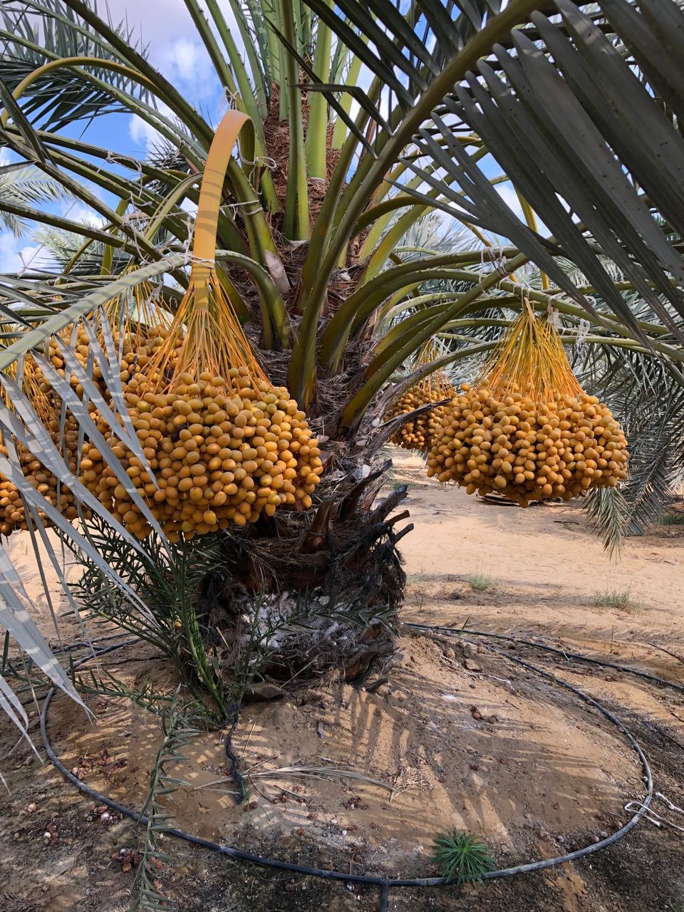 Barhi dates